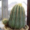Coleocephalocereus_aureus_1